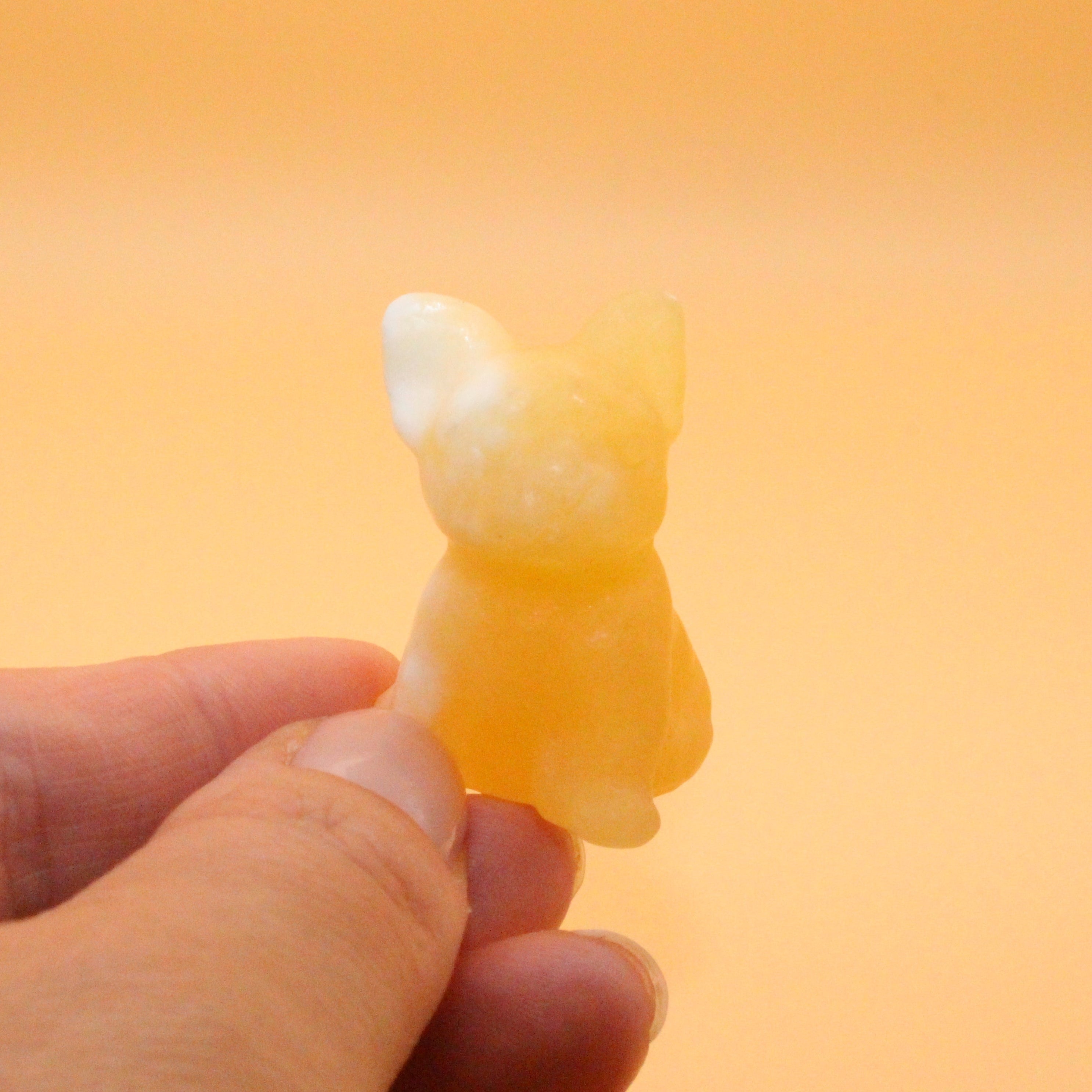 Mini Bulldogge – Treue, Stärke & Schutz