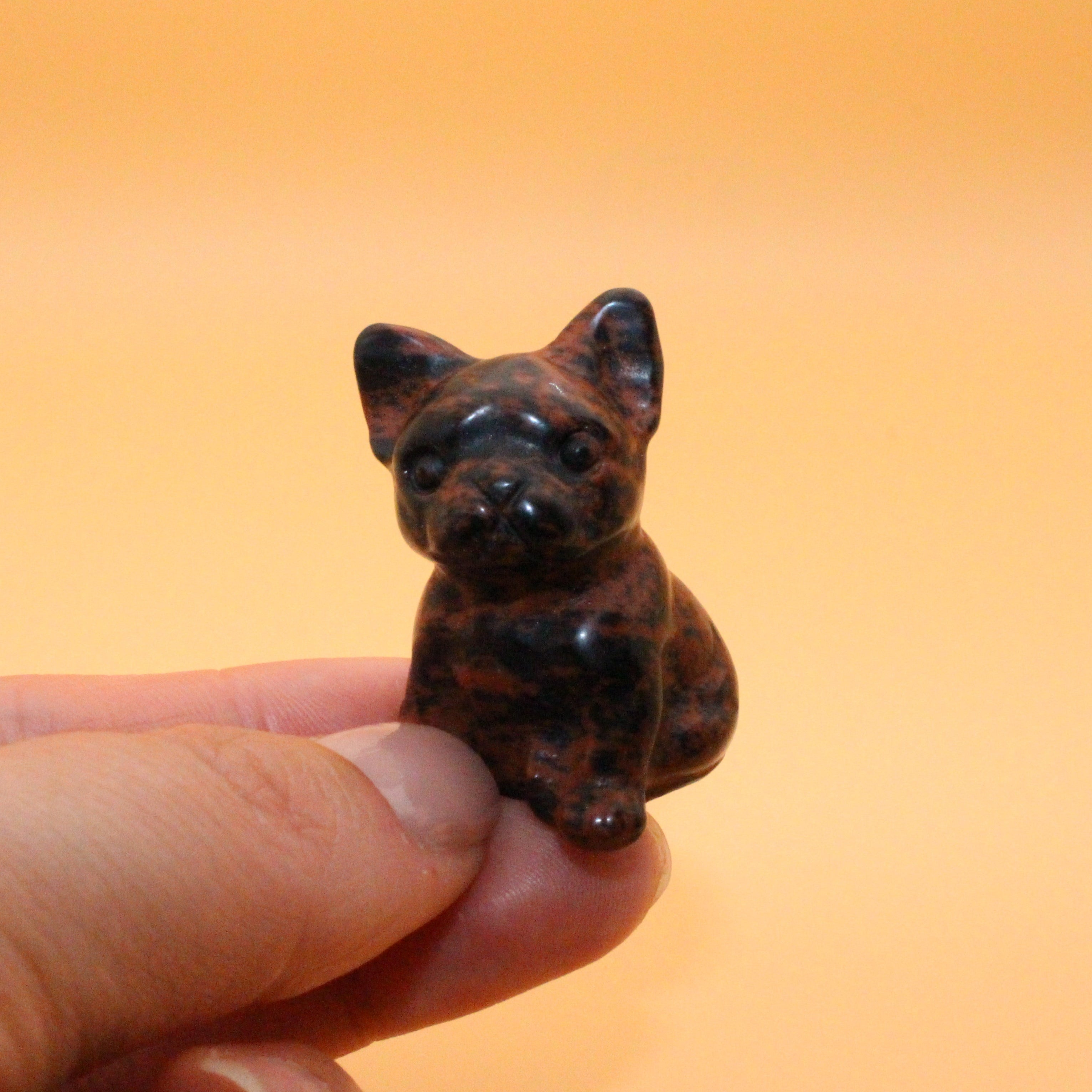 Mini Bulldogge – Treue, Stärke & Schutz