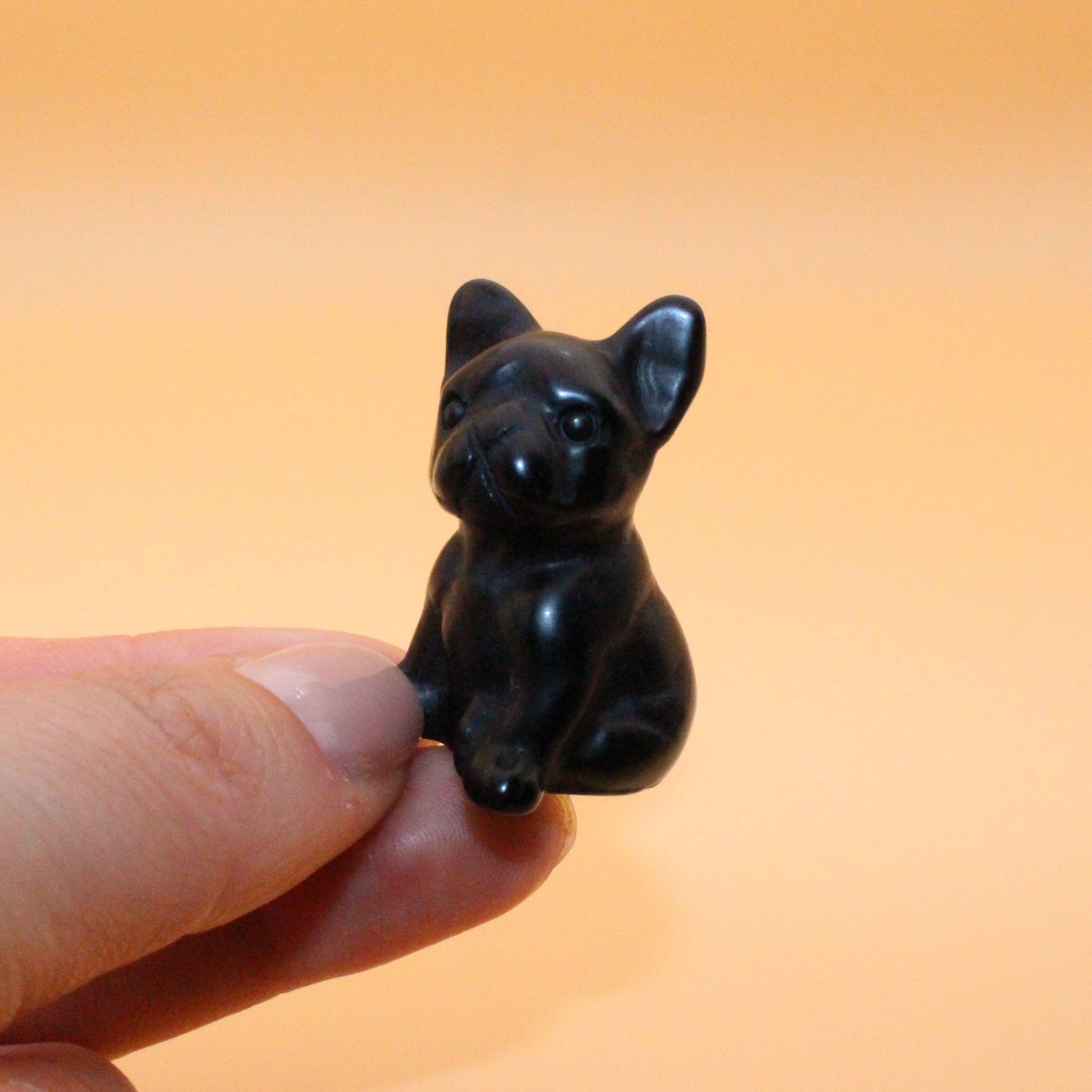 Mini Bulldogge – Treue, Stärke & Schutz