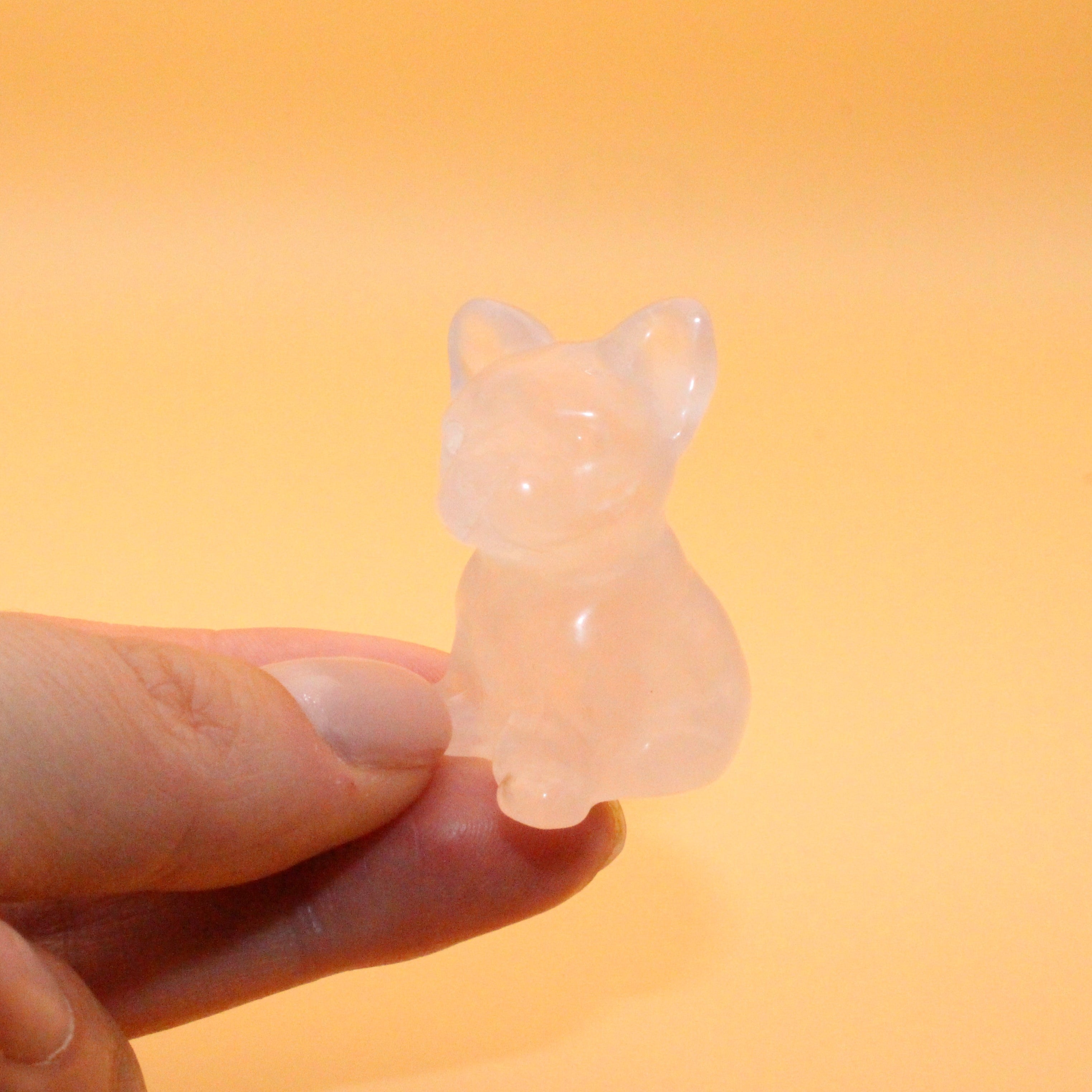 Mini Bulldogge – Treue, Stärke & Schutz